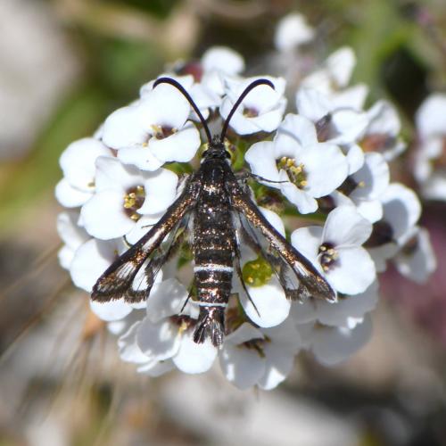 Réf. 281 247 : Pyropteron sp.